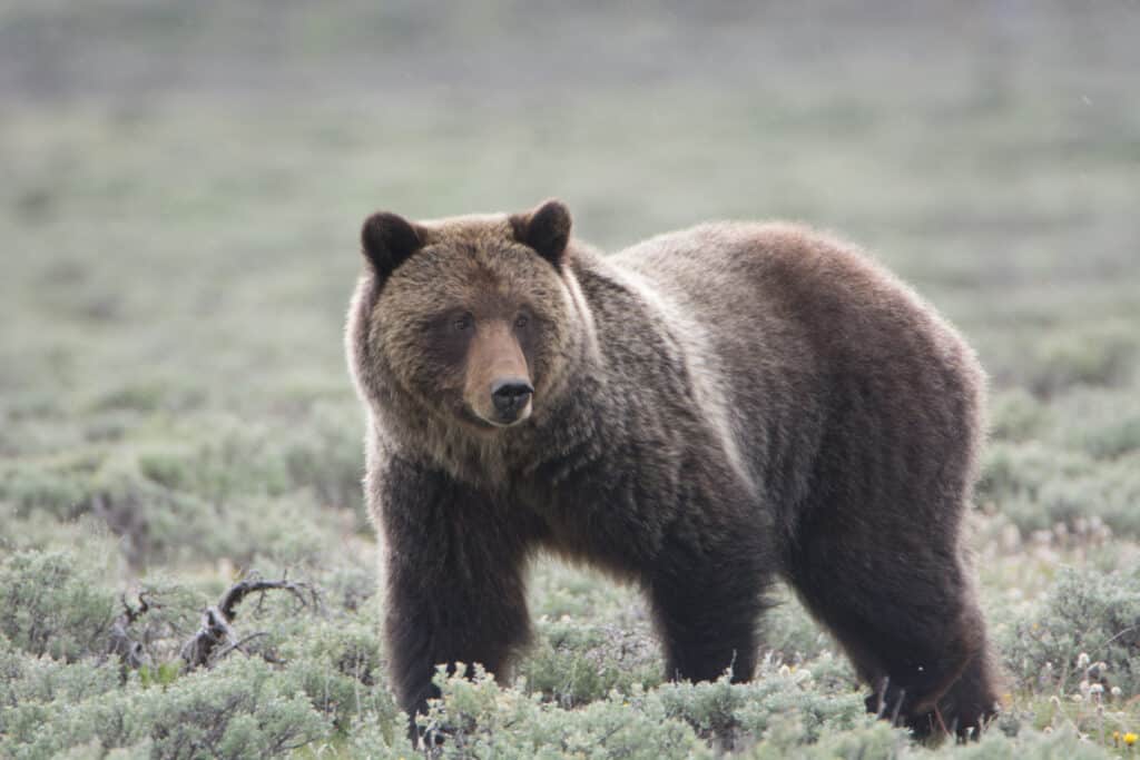 Orso grizzly nel Parco Nazionale di Yellowstone