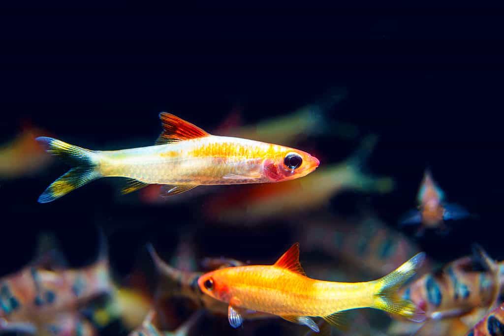 Xanthic Red Line Torpeedo Barb (Sahyadria denisonii var.) bellissimo pesce da allevamento in cattività da parte dell'uomo