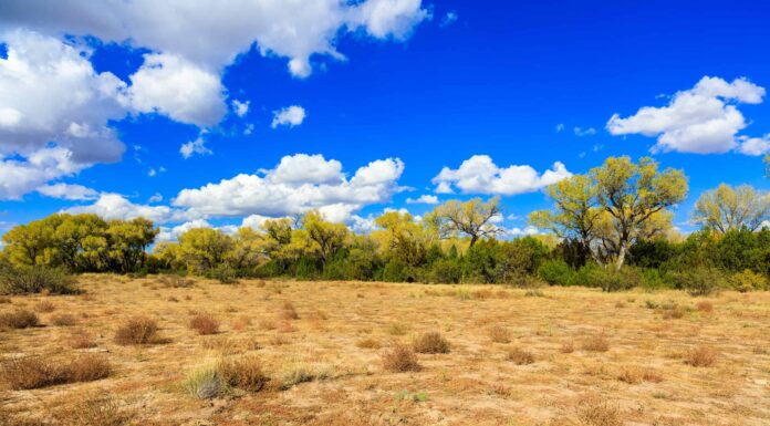 Incontra i 4 più grandi proprietari terrieri del New Mexico
