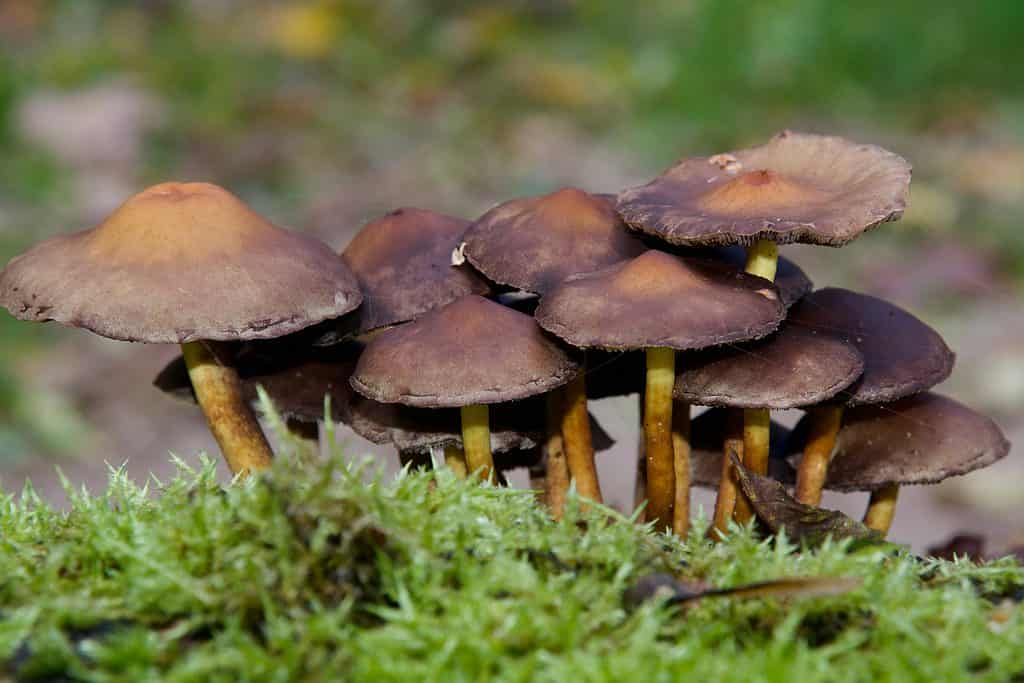 Funghi a cappello di mattoni che crescono da terra in una patch