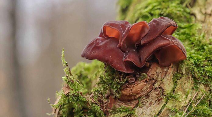 10 funghi selvatici trovati in inverno
