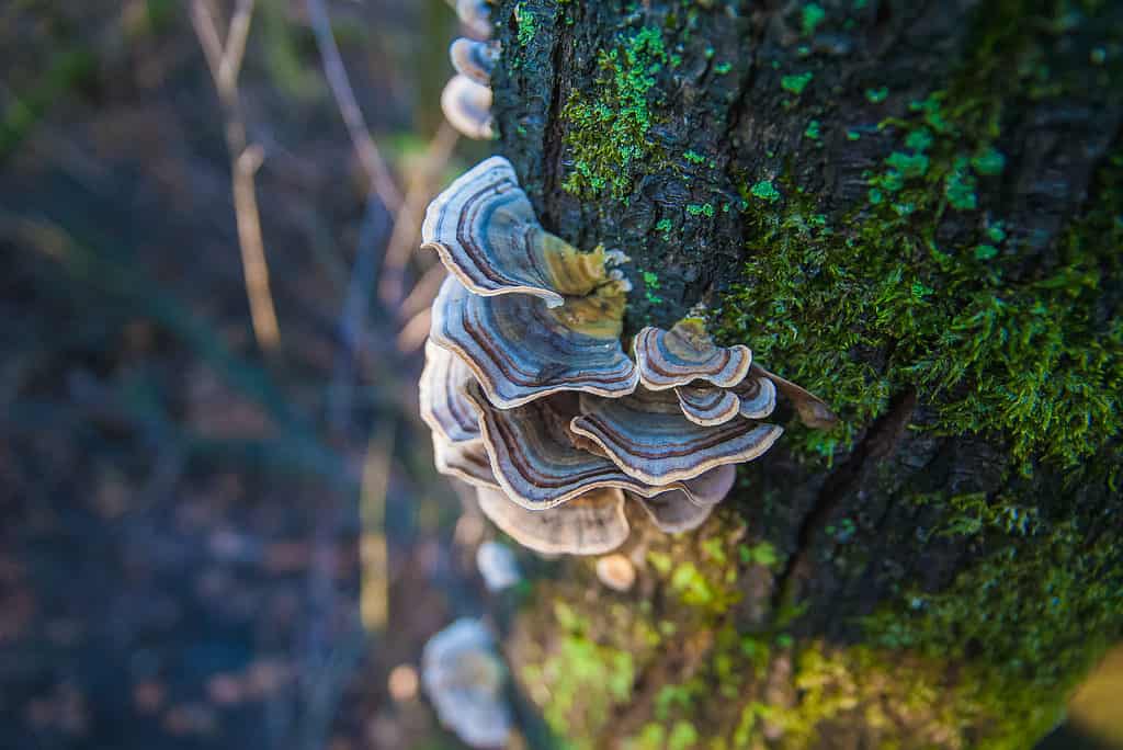 Un fungo a coda di tacchino che cresce dal lato di un tronco d'albero coperto di muschio