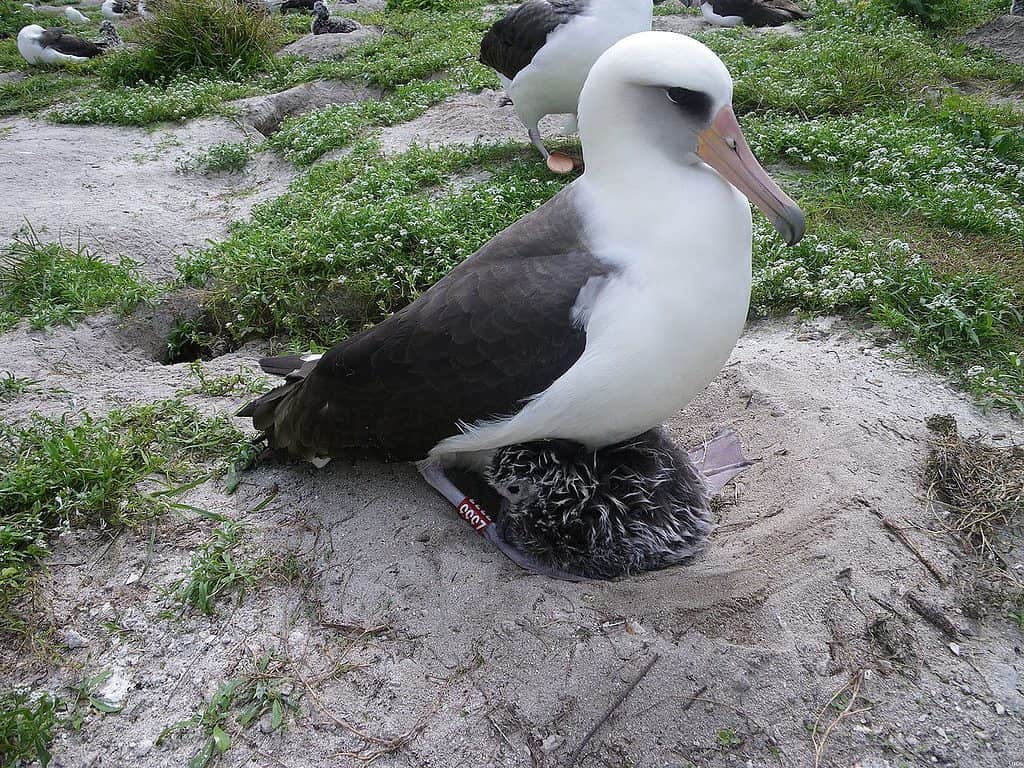 Un albatro di Laysan nidifica a terra, appollaiato sul suo piccolo. 