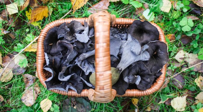 9 funghi selvatici trovati in autunno
