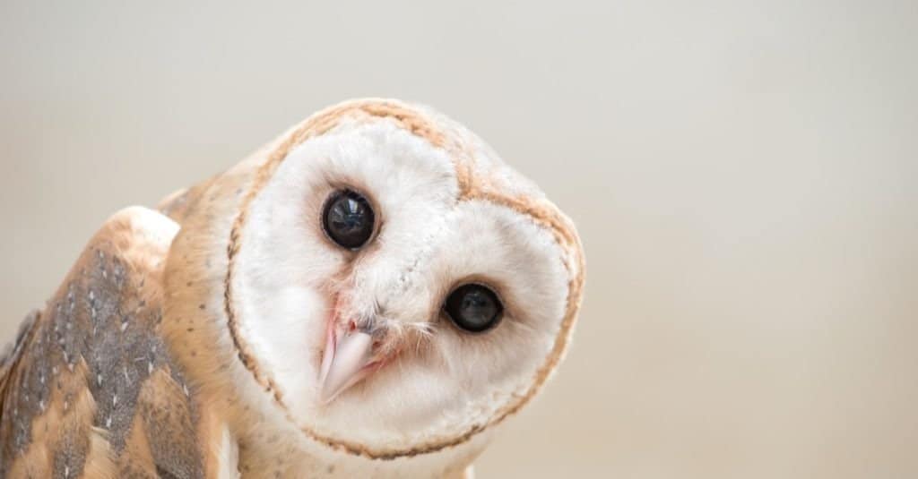 Comune Barbagianni (Tyto alba) testa da vicino