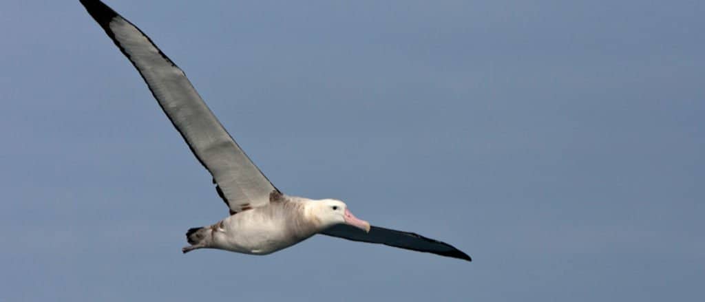 Colpo di testa di Tristan Albatross