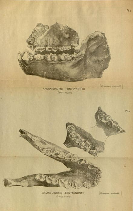 Archaeoindris mandibola (1909)