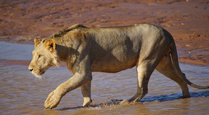 Una leonessa caccia un waterbuck nell'acqua mentre più di una dozzina prende appunti
