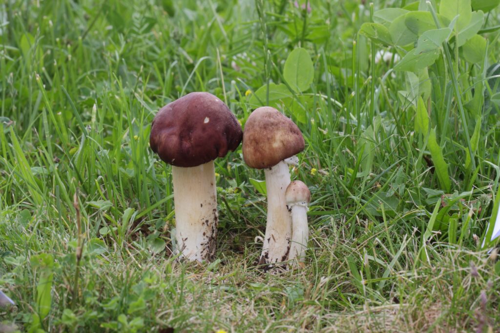 Stropharia rugosoannulata o fungo del tappo del vino che cresce nell'erba in un parco cittadino