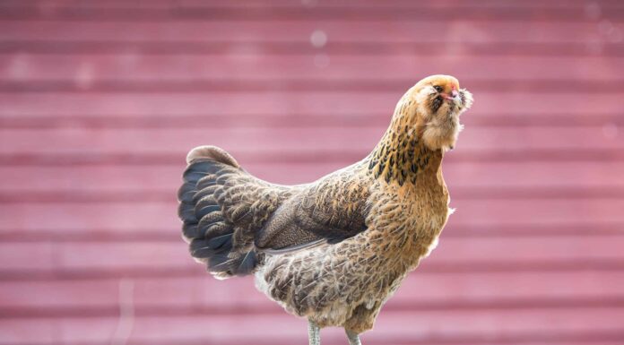 10 razze di pollo migliori per i climi freddi
