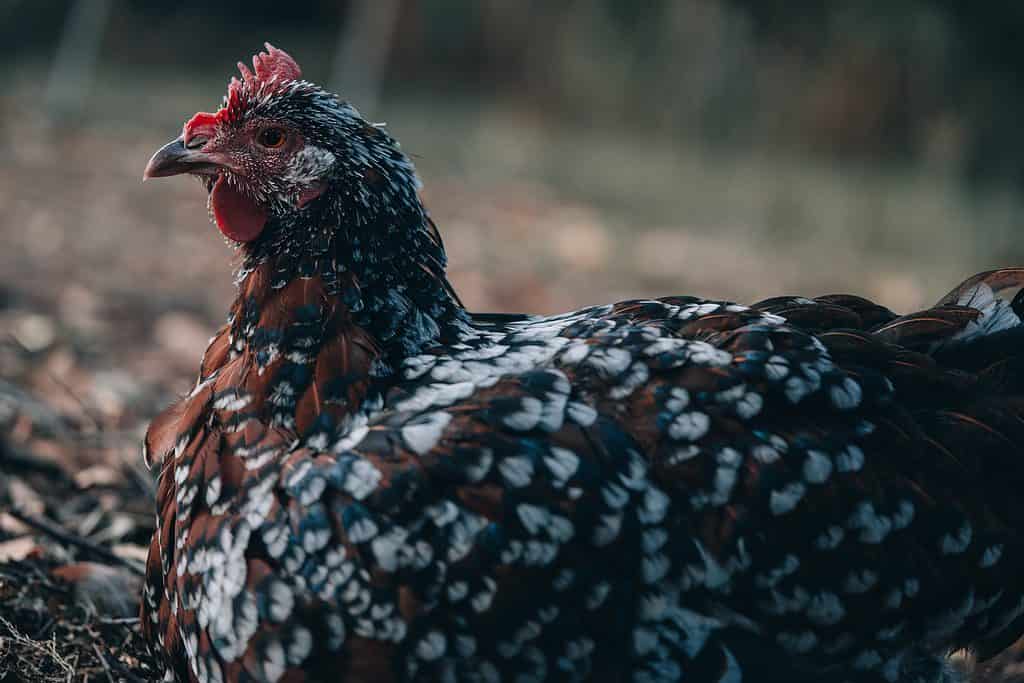 Vecchia gallina Speckled Sussex appoggiata a terra sullo sfondo, queste razze di pollo sono ottime per i climi freddi