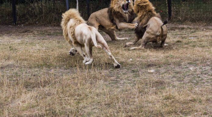Guarda tre leoni maschi dare il massimo in un'epica battaglia per il territorio
