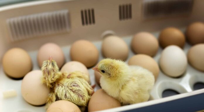 Puoi schiudere un uovo di gallina rotto?
