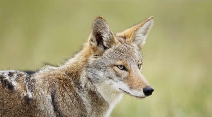 Coyote va a tutto campo e Cliff salta in una gola
