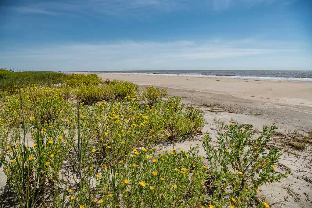 Holly Beach si trova nella Parrocchia di Cameron in Louisiana.