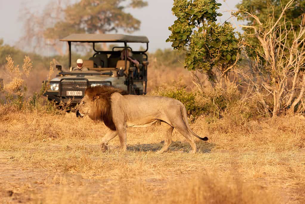 Saluto Safari