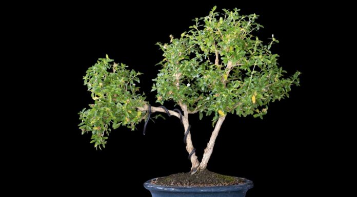 Come posizionare correttamente un albero bonsai
