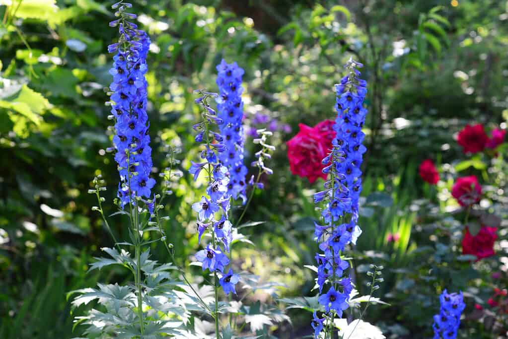Bella fioritura di Delphinium blu
