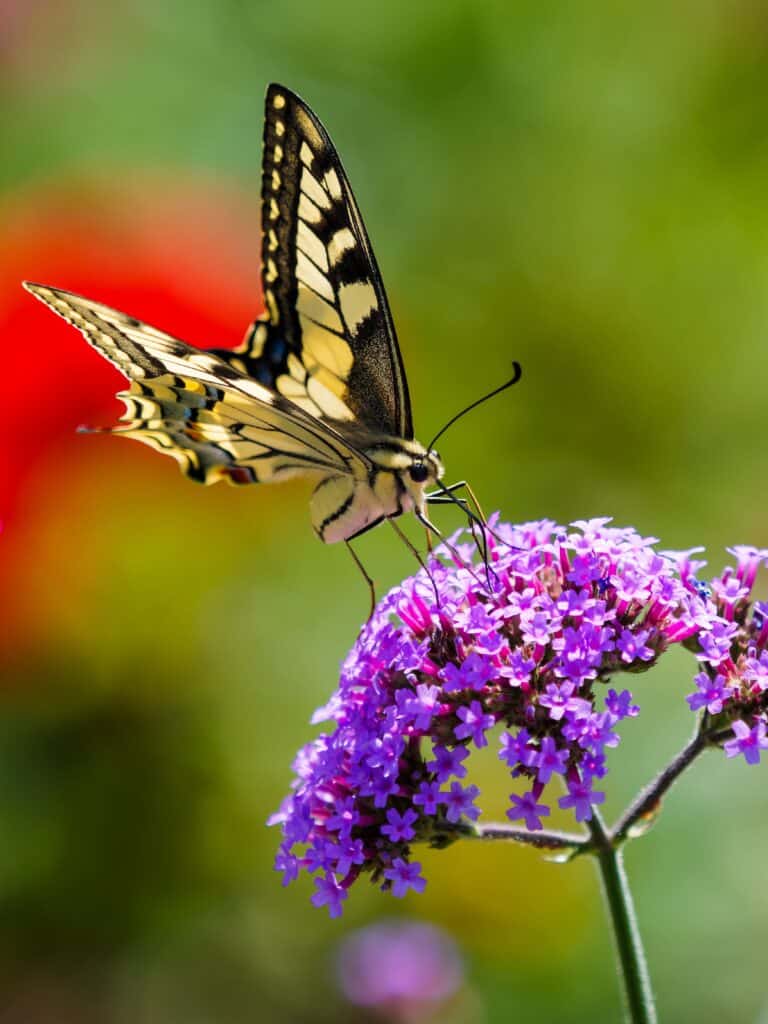 Farfalla sul fiore della verbena
