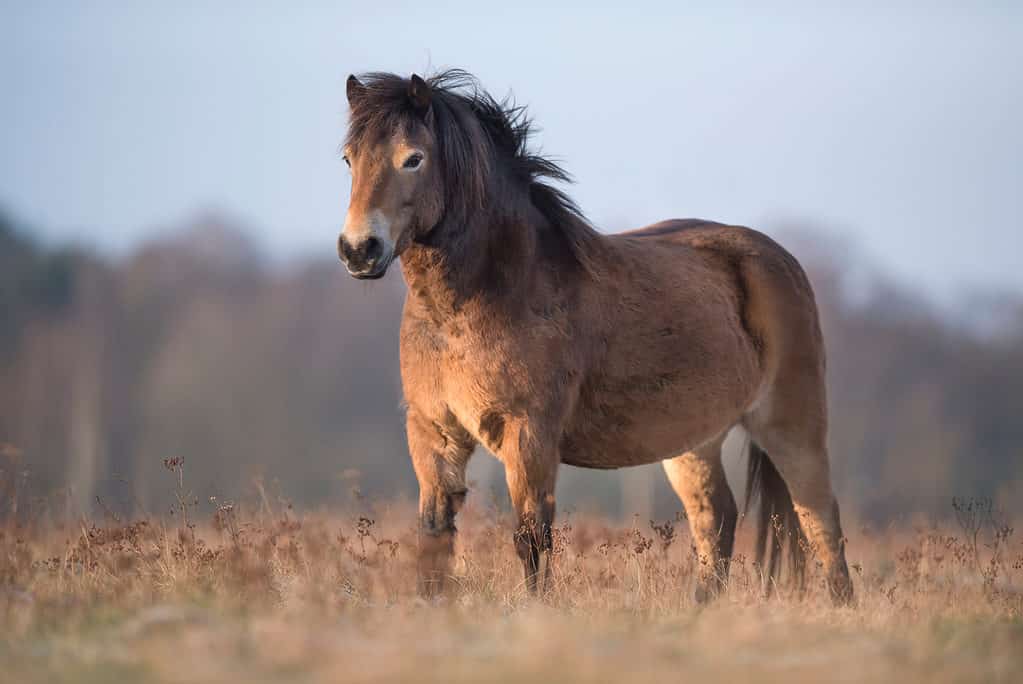 Stallone pony Exmoor