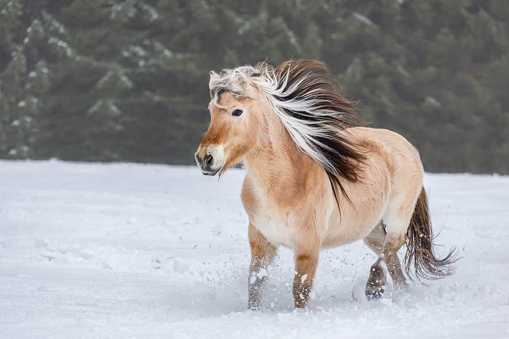 Cavallo del fiordo norvegese 