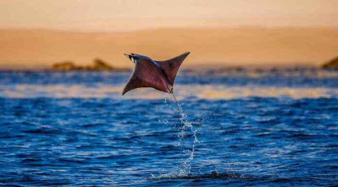 Guarda questa razza oceanica che fa del suo meglio per essere un uccello
