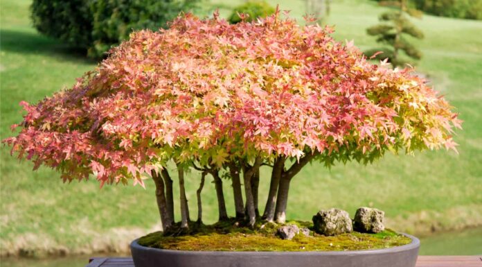 Gli 11 migliori bonsai da interno per la tua casa
