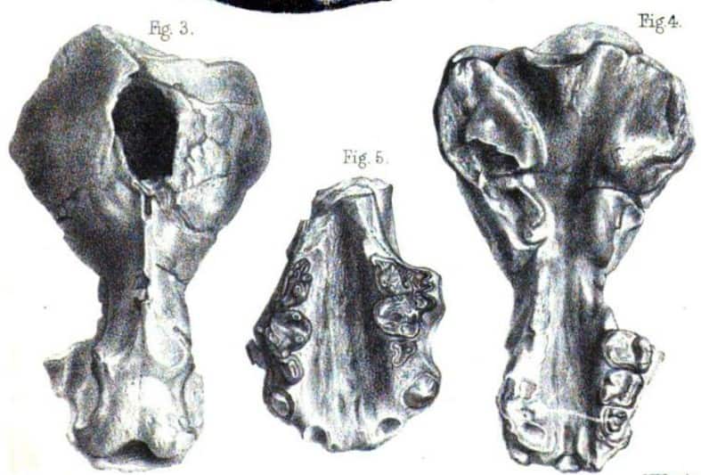 Cranio di schizzo di Enhydriodon Sivalensis