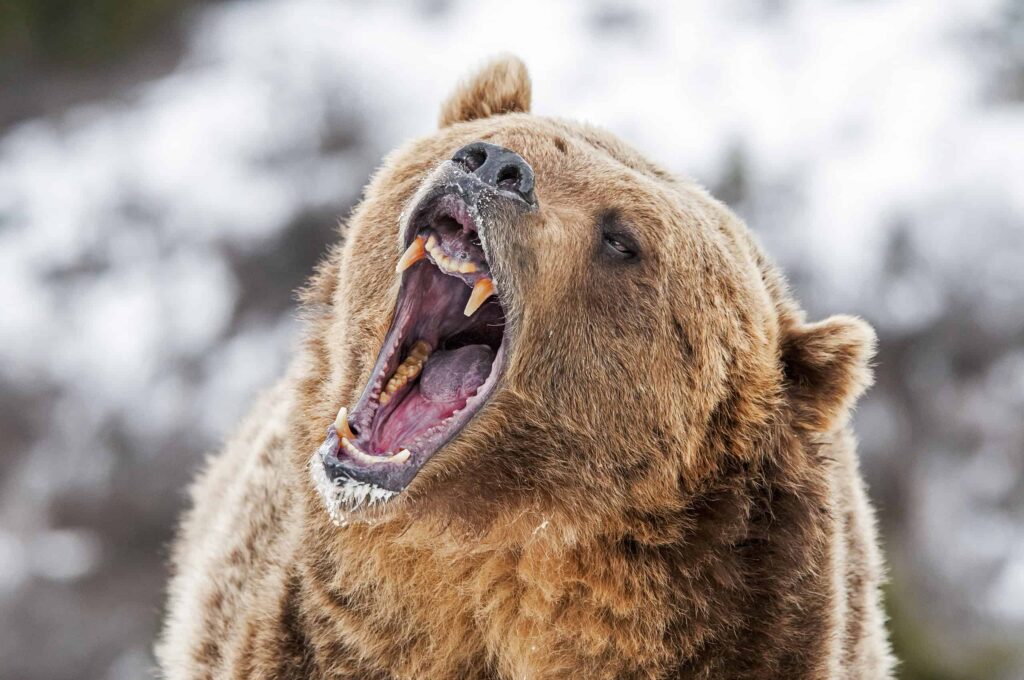 ruggito dell'orso grizzly