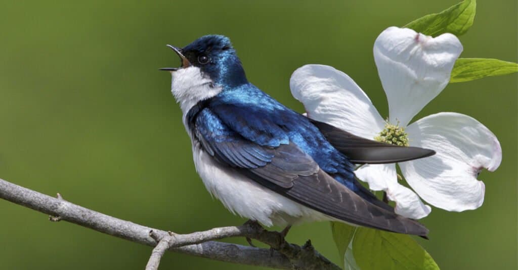 Tipi di uccelli che sono blu - Rondine arborea