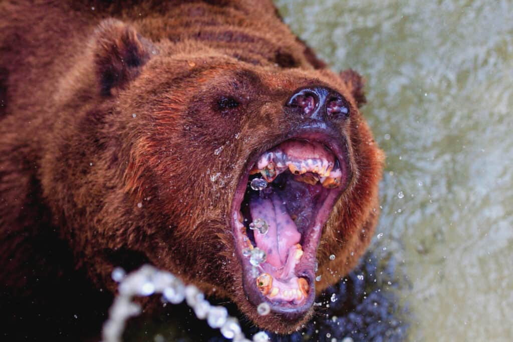 il ruggito dell'orso bruno