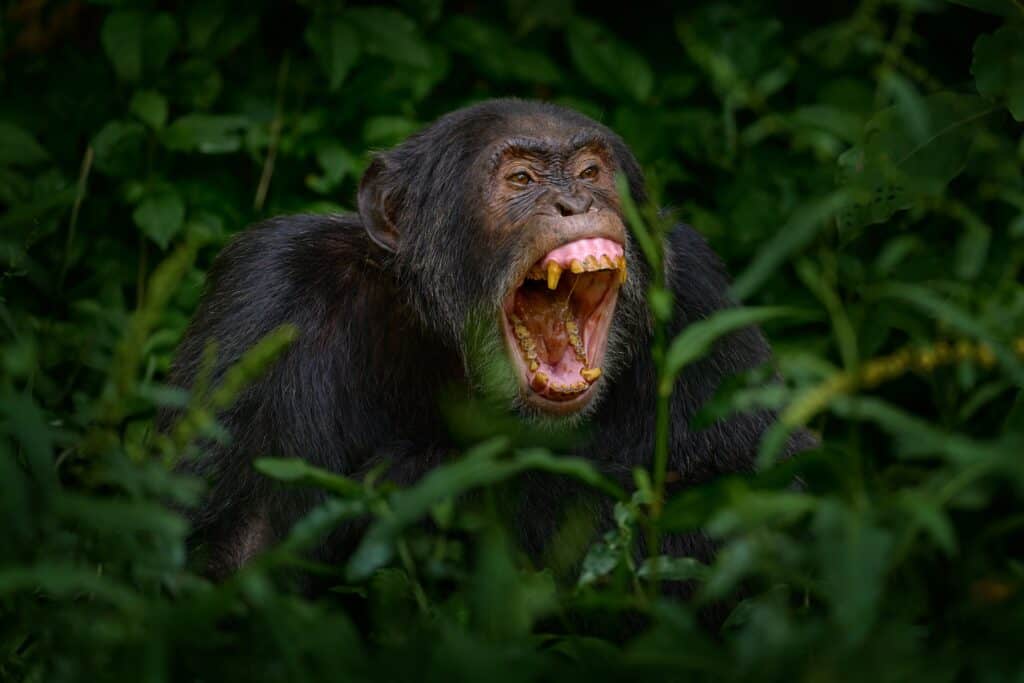 Bocca aperta del muso dello scimpanzé