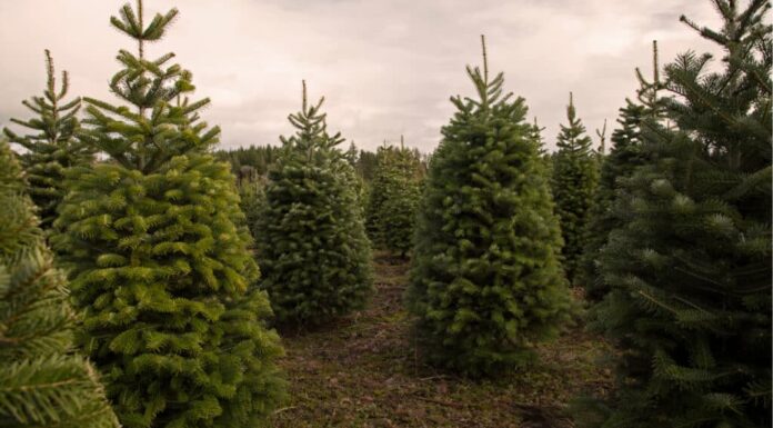 Scopri i 10 migliori stati che producono il maggior numero di alberi di Natale
