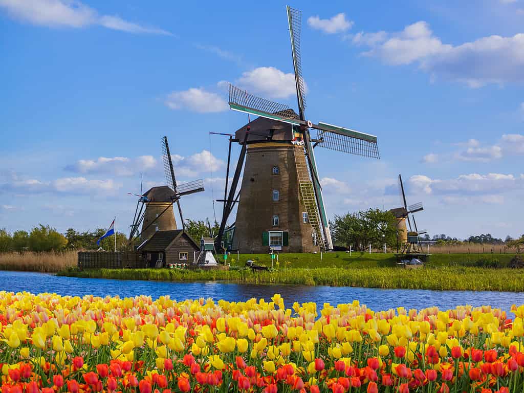 Mulini a vento e fiori nei Paesi Bassi