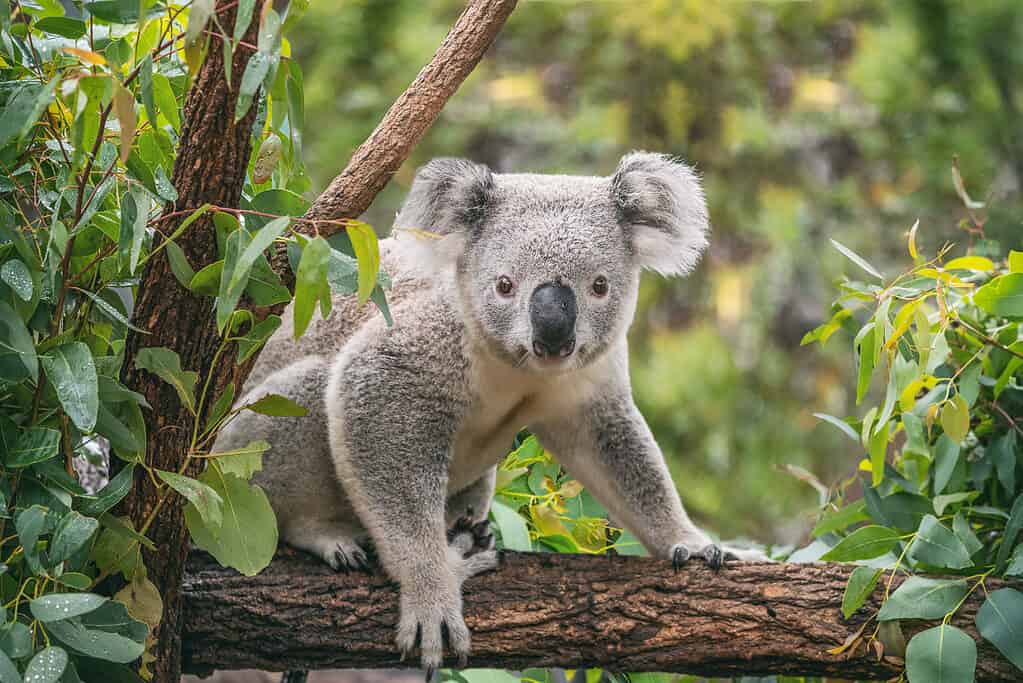 Koala sull'albero di eucalipto in Australia.