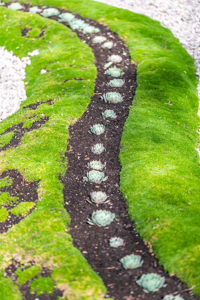 Una lunga fila serpeggiante di piante ornamentali che ricordano i carciofi piantati nel terreno nudo, sono bordate su entrambi i lati da muschio irlandese verdissimo. 