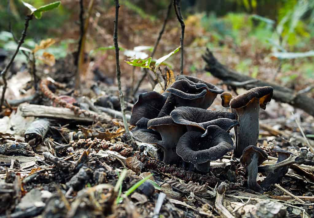 Funghi tromba neri allo stato brado