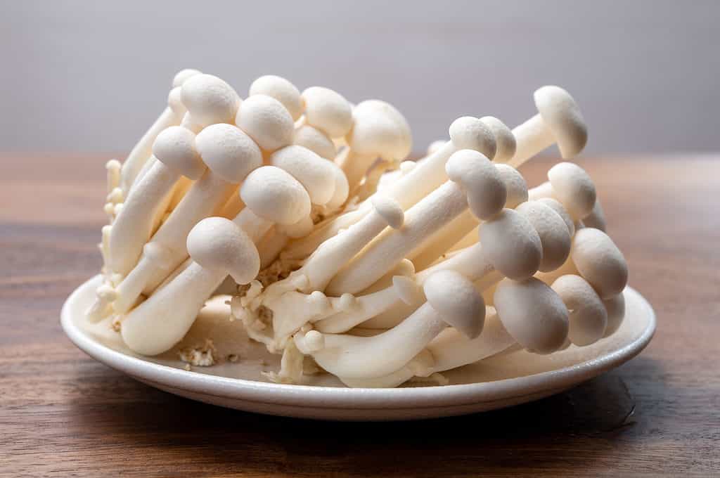Funghi bianchi del faggio isolati sulla zolla bianca