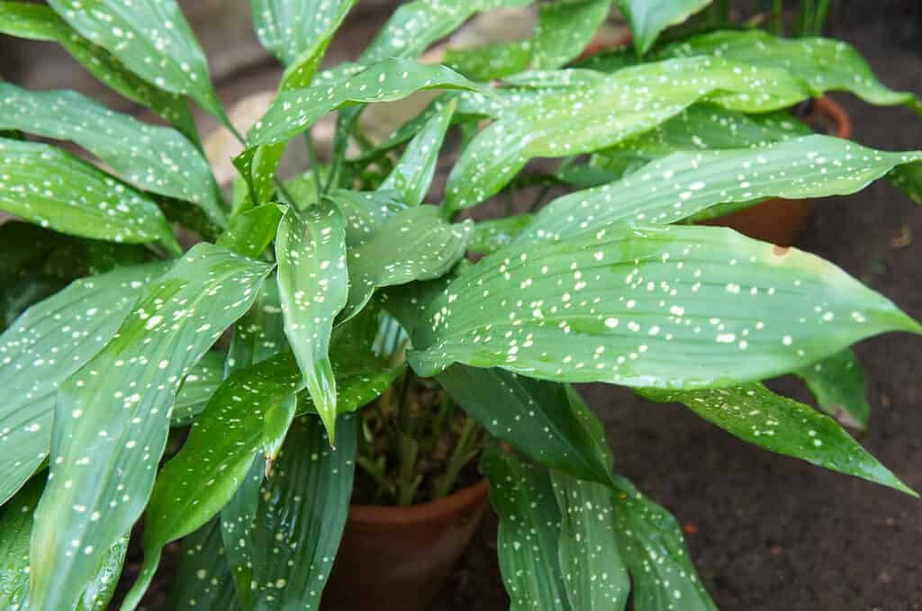 Aspidistra elatior o pianta di ghisa o pianta da bar con foglie maculate in vaso