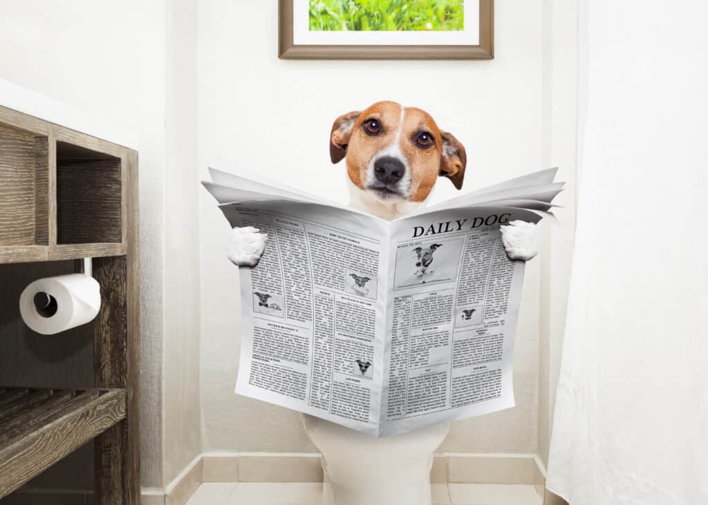 jack russell terrier, seduto su un sedile del water con problemi di digestione o stitichezza leggendo la rivista di gossip o il giornale