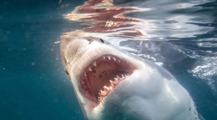 Incontra 'Scarface' - L'enorme grande squalo bianco quasi delle dimensioni di un'auto

