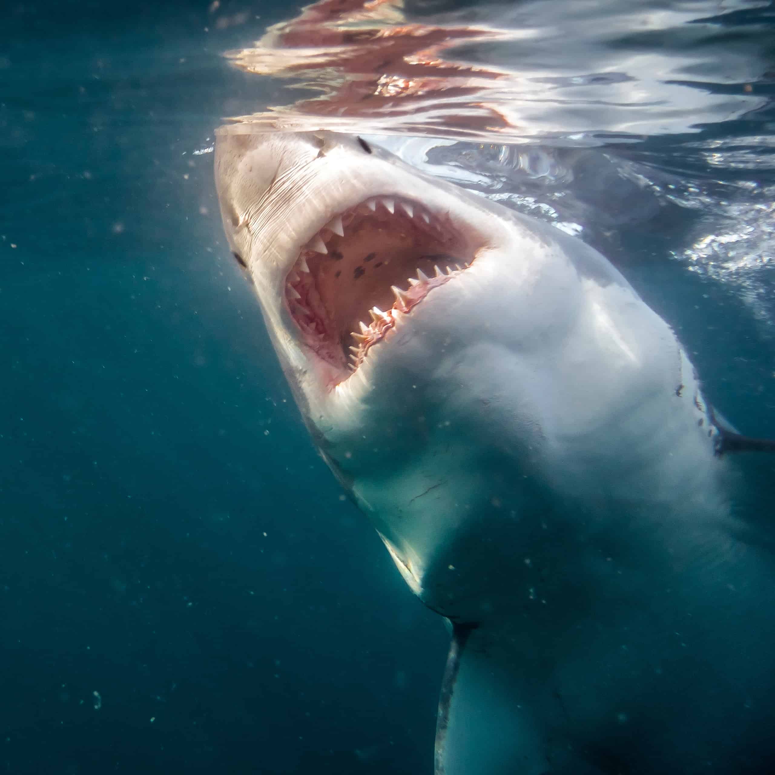 Grande squalo bianco vicino alla superficie che mostra la sua bocca enorme e i denti aguzzi
