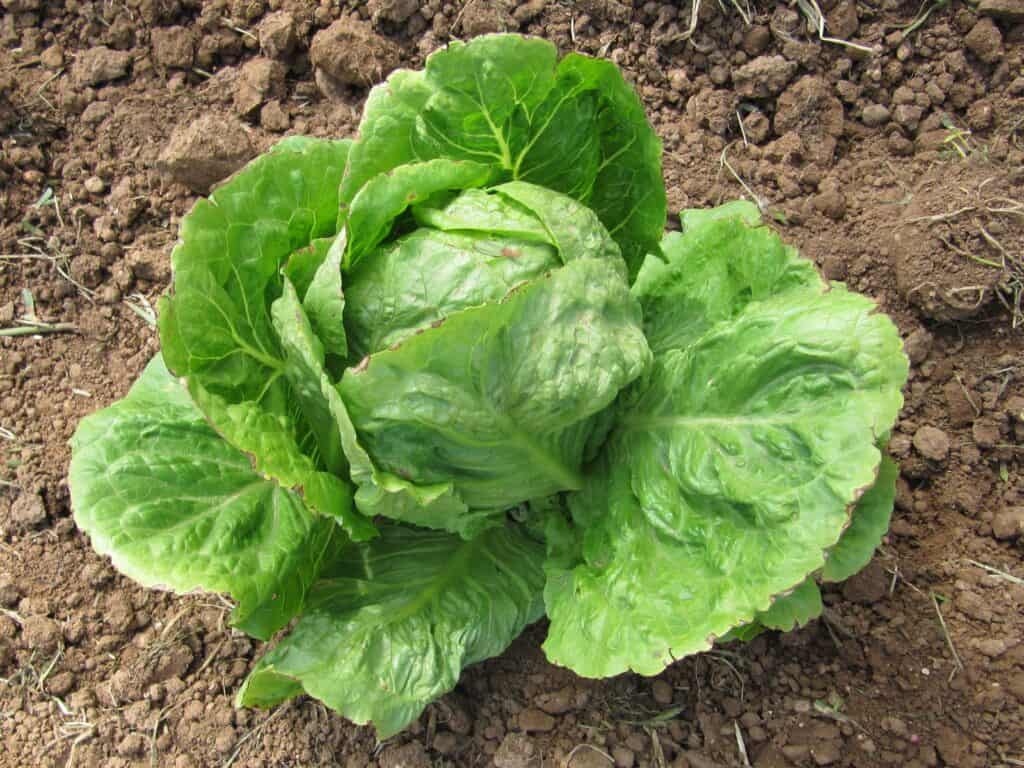 Cornice centrale: una testa di lattuga verde che cresce in terra/terra marrone.  Più come terreno, non terriccio.  La lattuga ha un cespo stretto circondato / incorniciato da grandi foglie che sporgono dal cespo.  Lo sporco marrone medio fa da sfondo