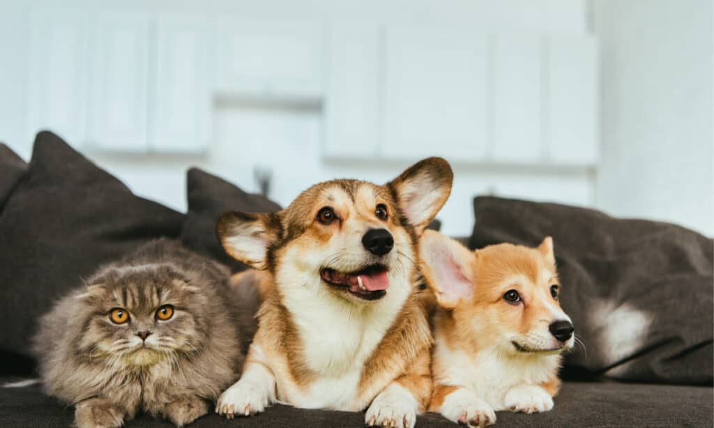 Cani corgi gallesi e gatto a pelo lungo britannico sul divano di casa