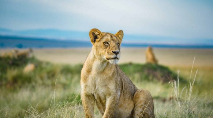 Guarda una leonessa catturare un coccodrillo e tenerlo tutto per sé
