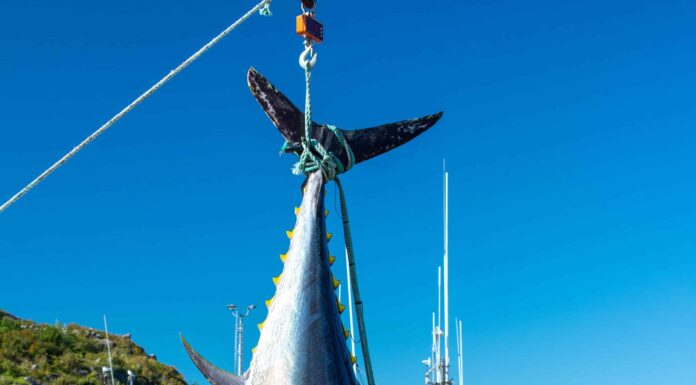Guarda questa pescatrice che trasporta da sola un tonno da 1.000 libbre
