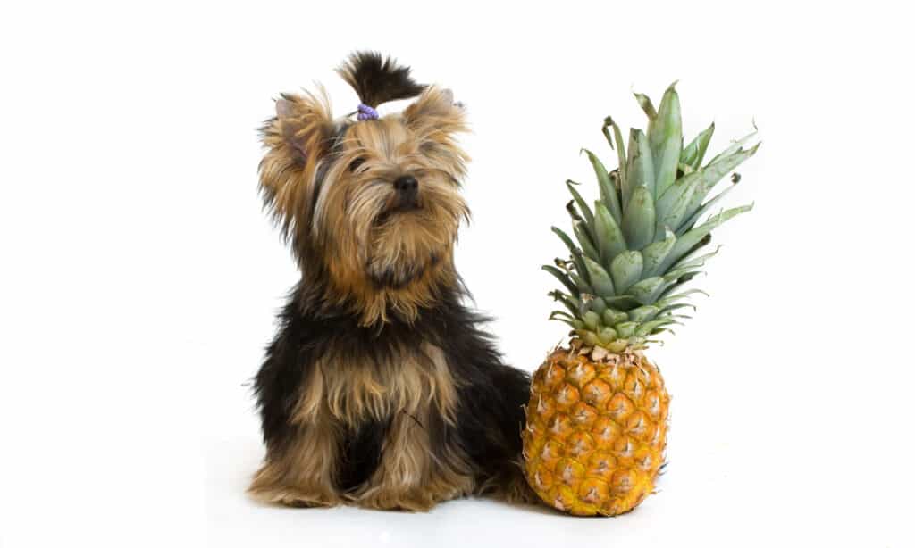 Un minuscolo Yorkie si trova accanto a un intero ananas fresco su un isolato bianco.  L'ananas ha ancora le sue fronde grigio/grigie, che lo rendono alto quanto il piccolo yorkshire, che indossa un topknot (la pelliccia sulla sommità della testa è tirata su come un geyser con un elastico per capelli lilla. Lo yorkshire è nero focato. L'ananas è giallo/oro.