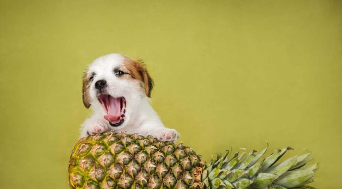 I cani possono mangiare l'ananas?
