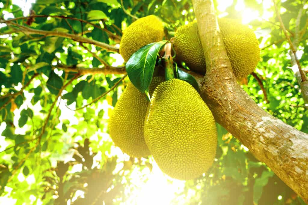 Giovani jackfruits che crescono nell'albero con il sole sullo sfondo