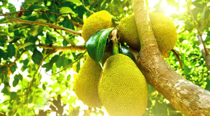 Soursop vs Jackfruit: quali sono le differenze?
